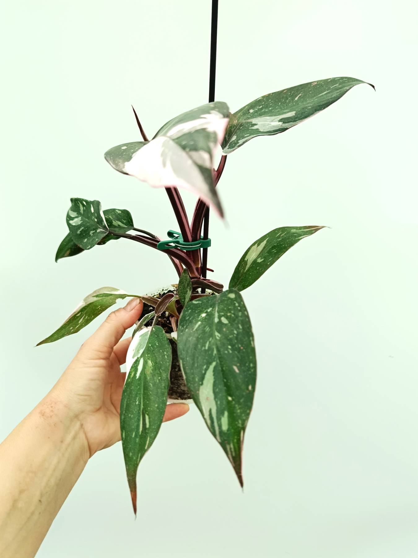 philodendron anderson red variegated Philodendron red anderson variegata