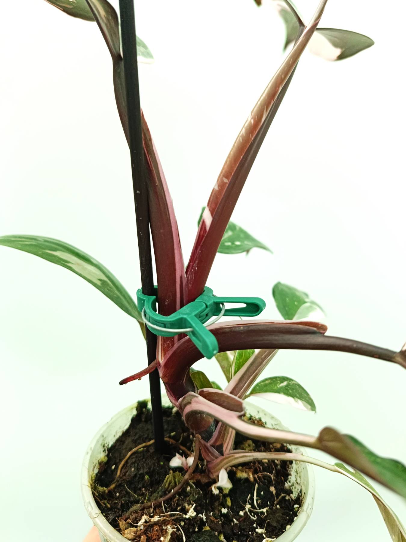 anderson red philodendron Philodendron red anderson variegata
