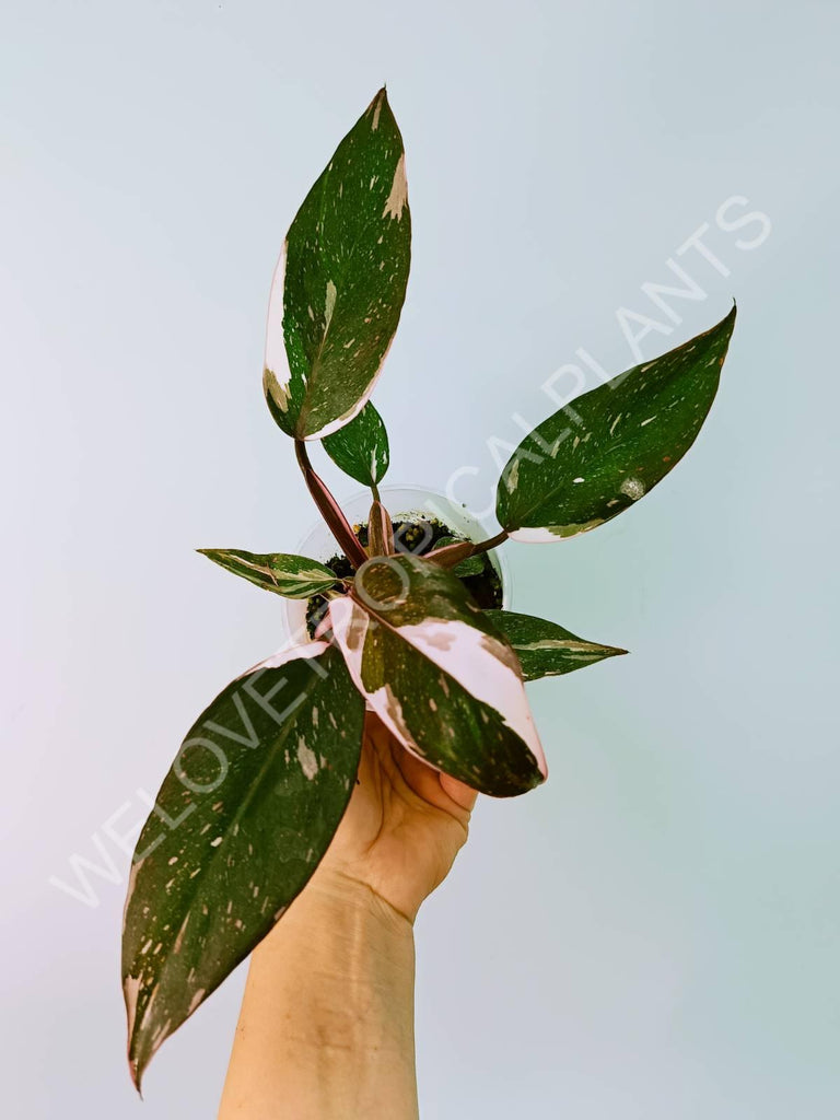 Philodendron Red Anderson Variegata