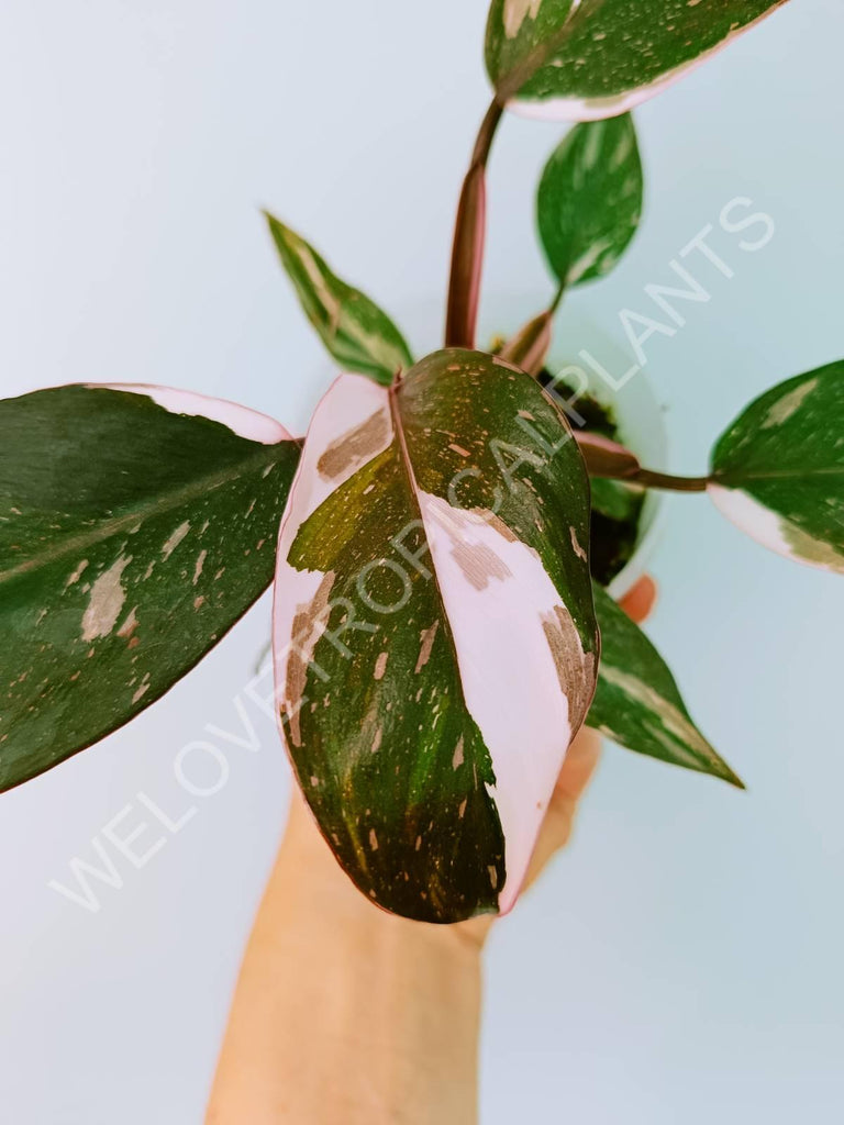 Philodendron Red Anderson Variegata