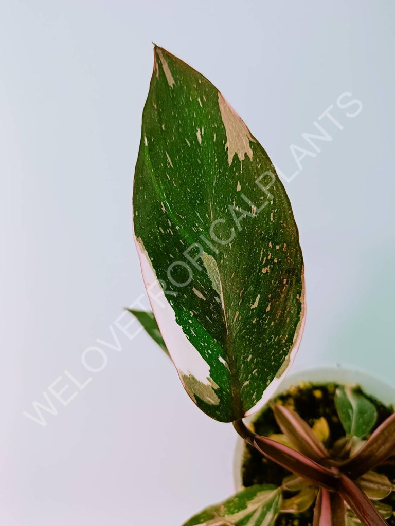 Philodendron Red Anderson Variegata