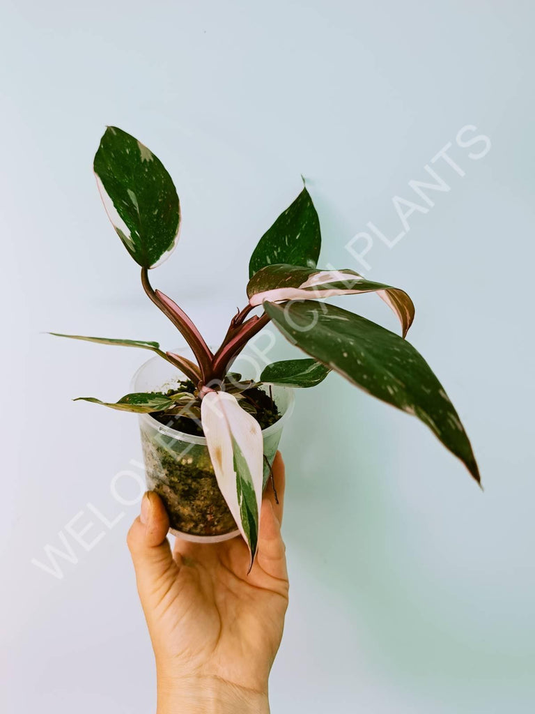 Philodendron Red Anderson Variegata