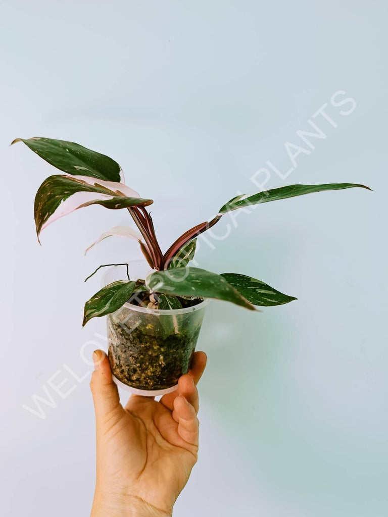 Philodendron Red Anderson Variegata