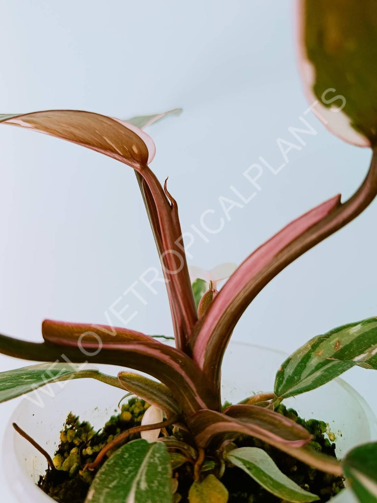 Philodendron Red Anderson Variegata