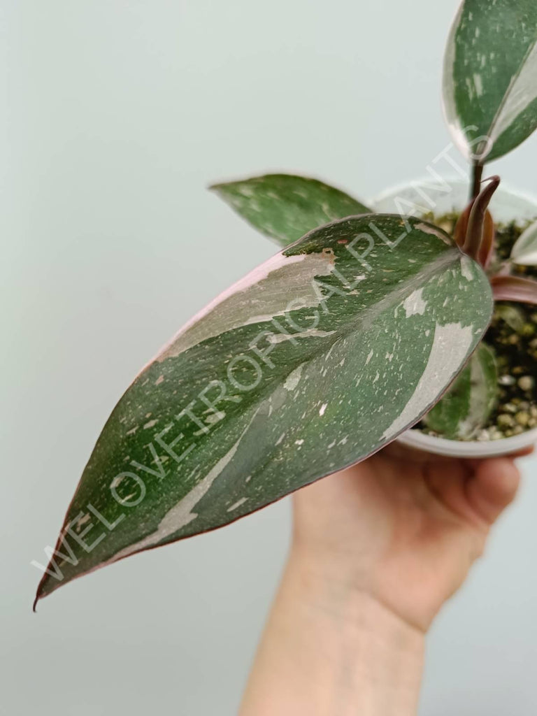 Philodendron red anderson