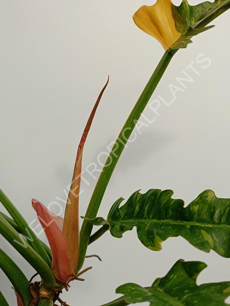 Philodendron ring of fire