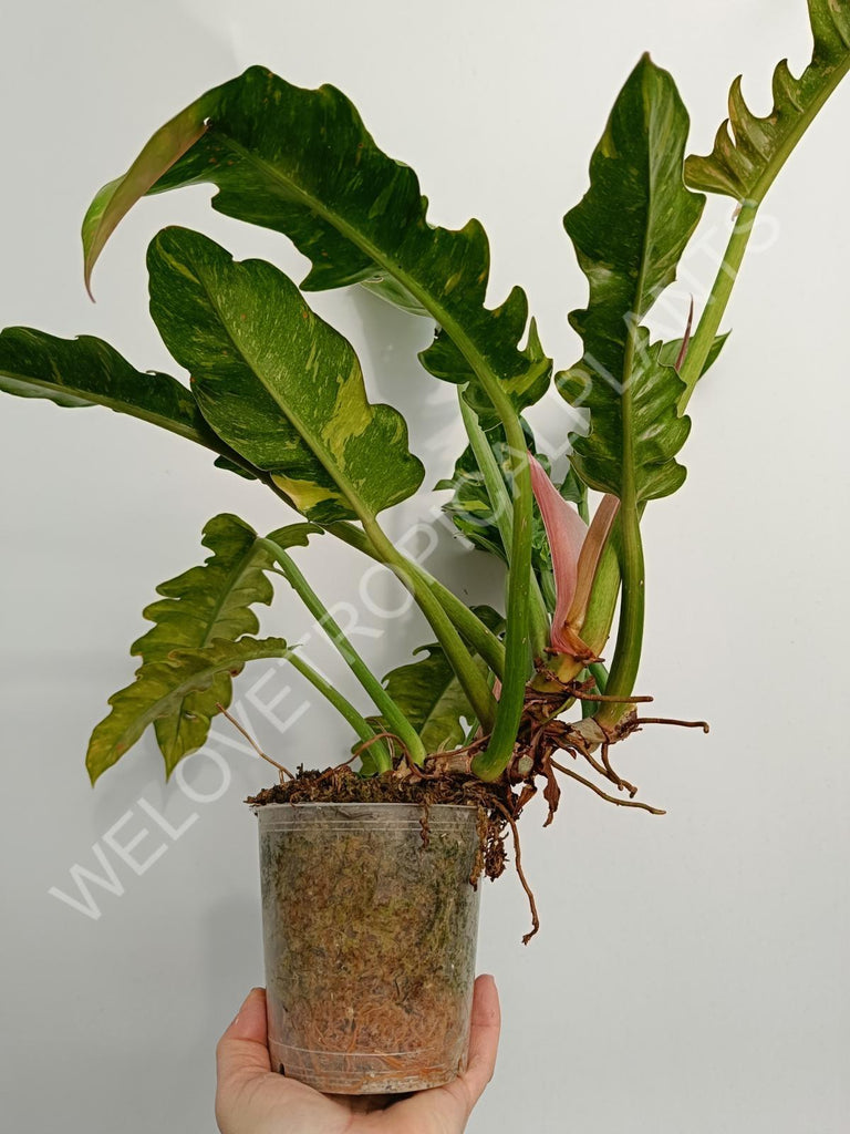 Philodendron ring of fire