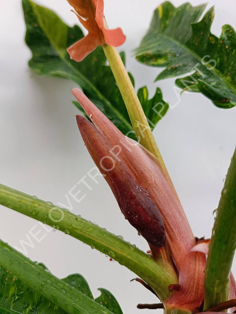 Philodendron ring of fire