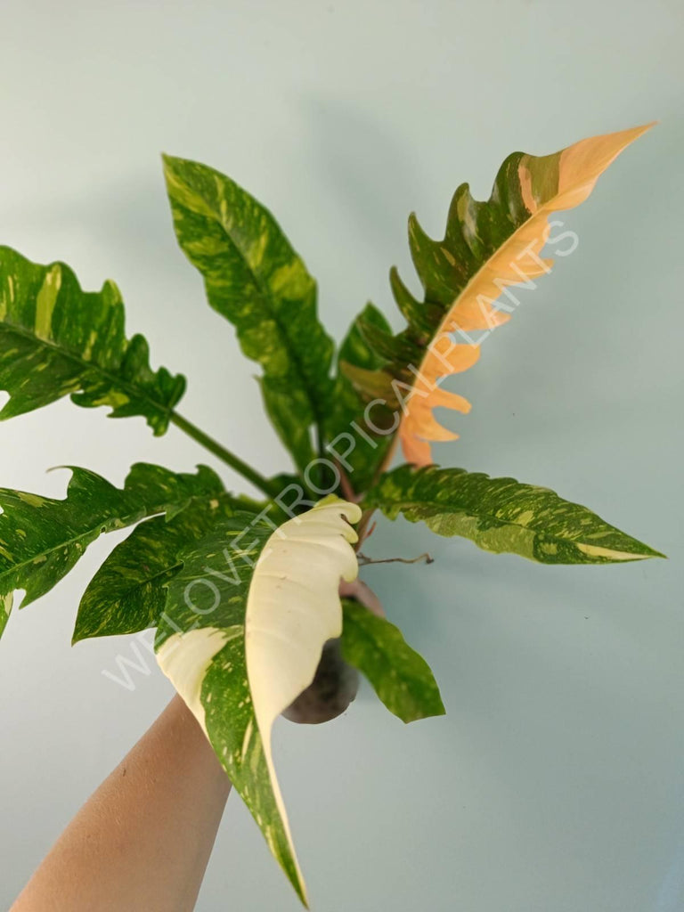  Philodendron ring of fire 