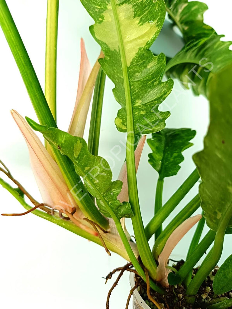 Philodendron ring of fire 