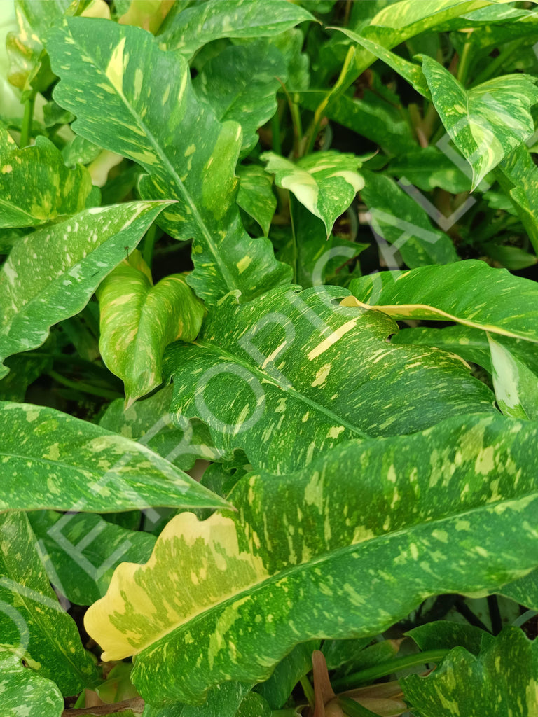 Philodendron ring of fire variegata