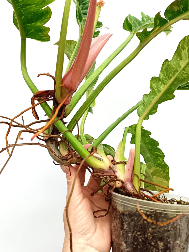 Philodendron ring of fire