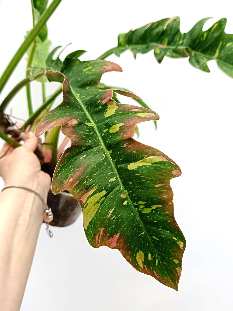 Philodendron ring of fire