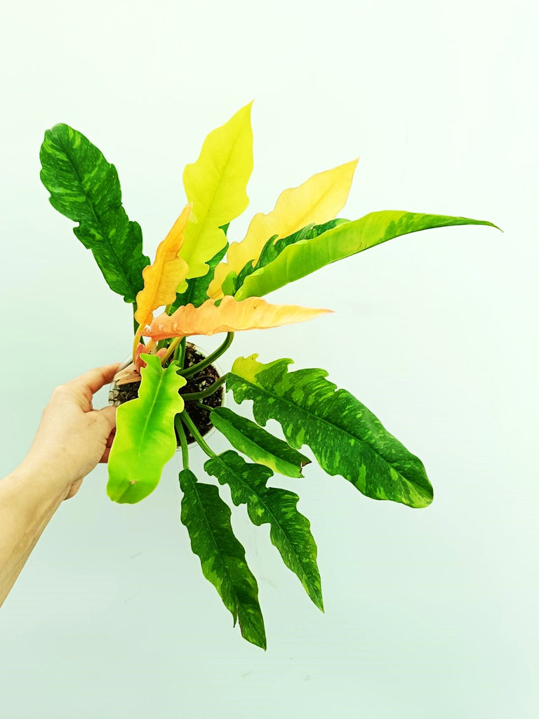 Philodendron ring of fire variegata