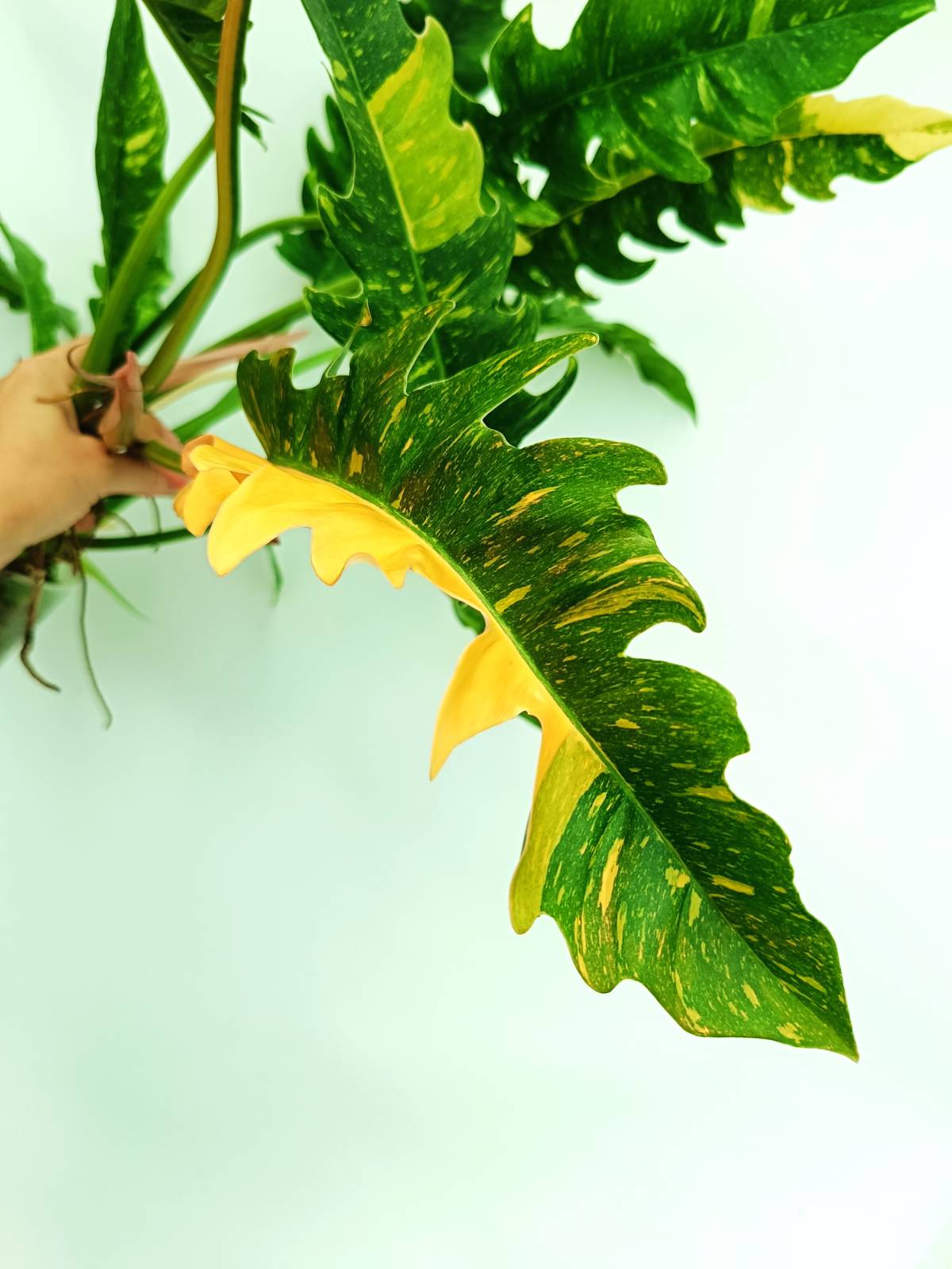 monstera ring of fire Large Monstera thai constellation