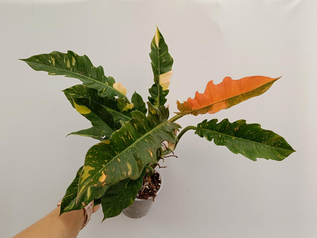 Philodendron ring of fire