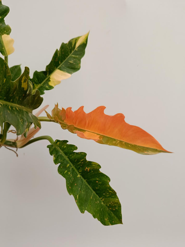 Philodendron ring of fire