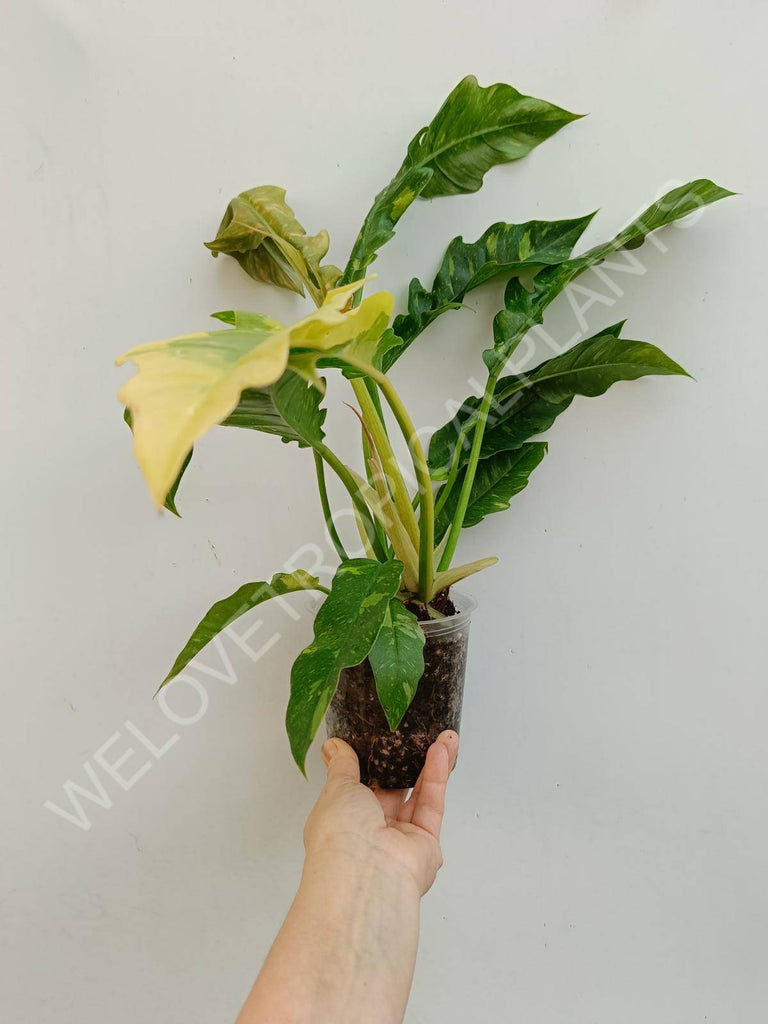 Philodendron ring of fire