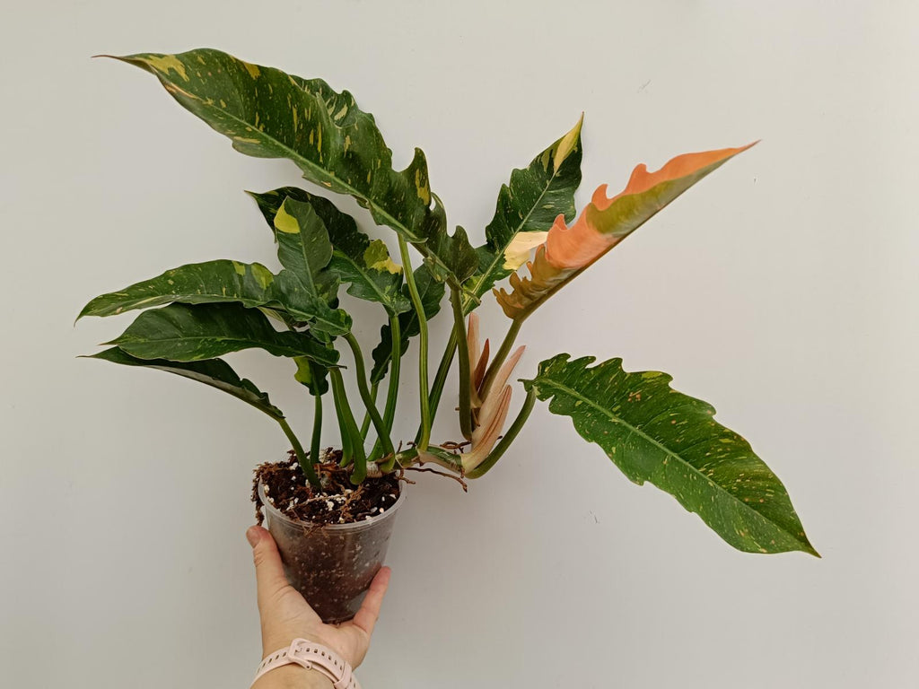 Philodendron ring of fire