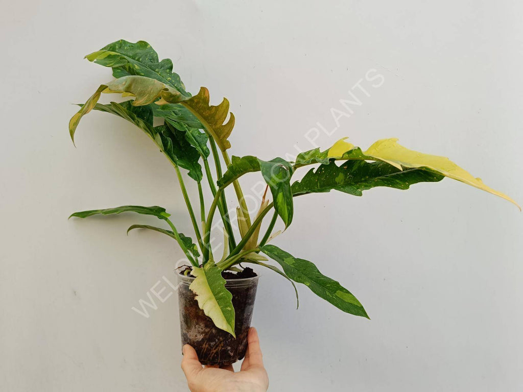 Philodendron ring of fire