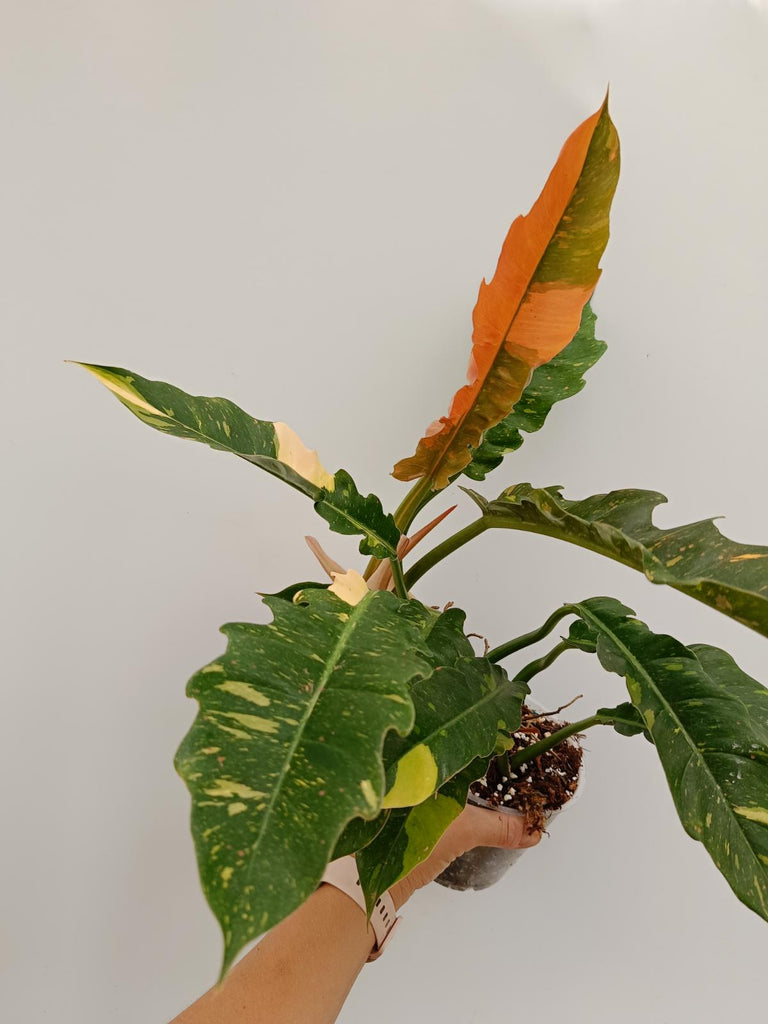 Philodendron ring of fire