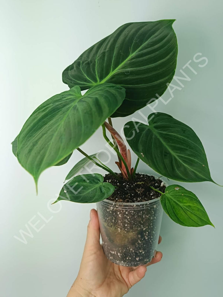 Philodendron rubrijuvenile el choco red 