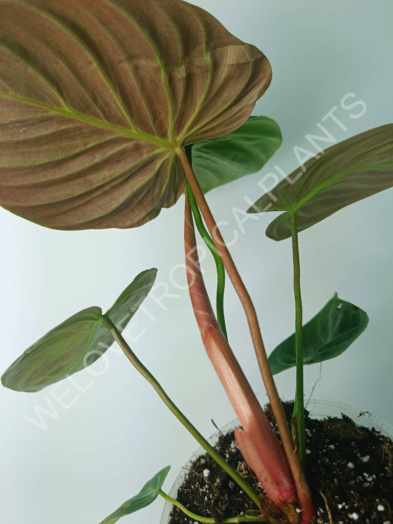 Philodendron rubrijuvenile el choco red 