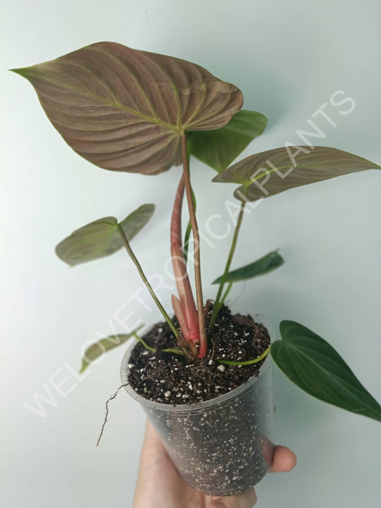 Philodendron rubrijuvenile el choco red 