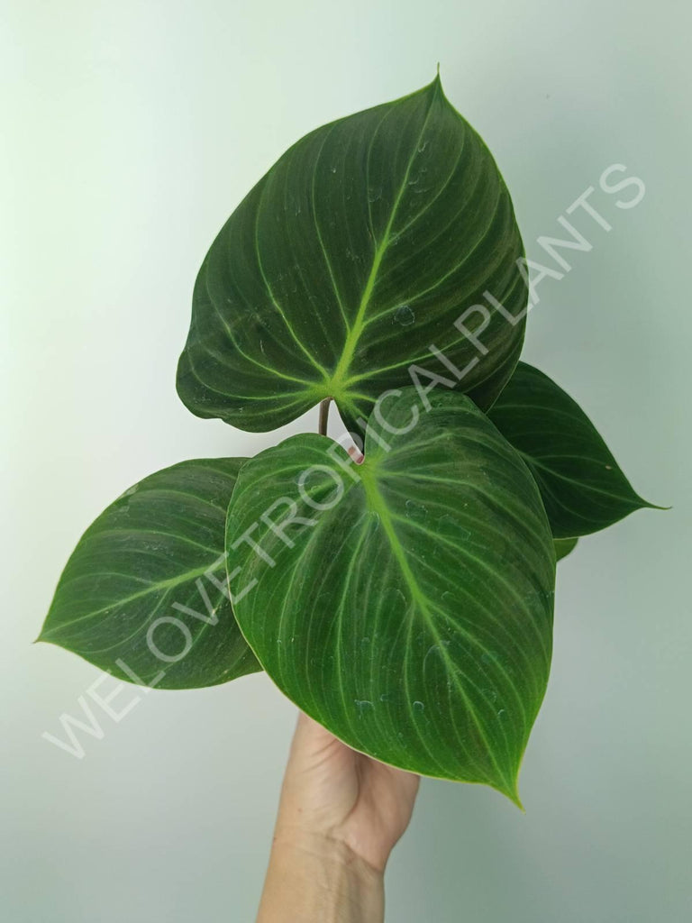 Philodendron rubrijuvenile el choco red 