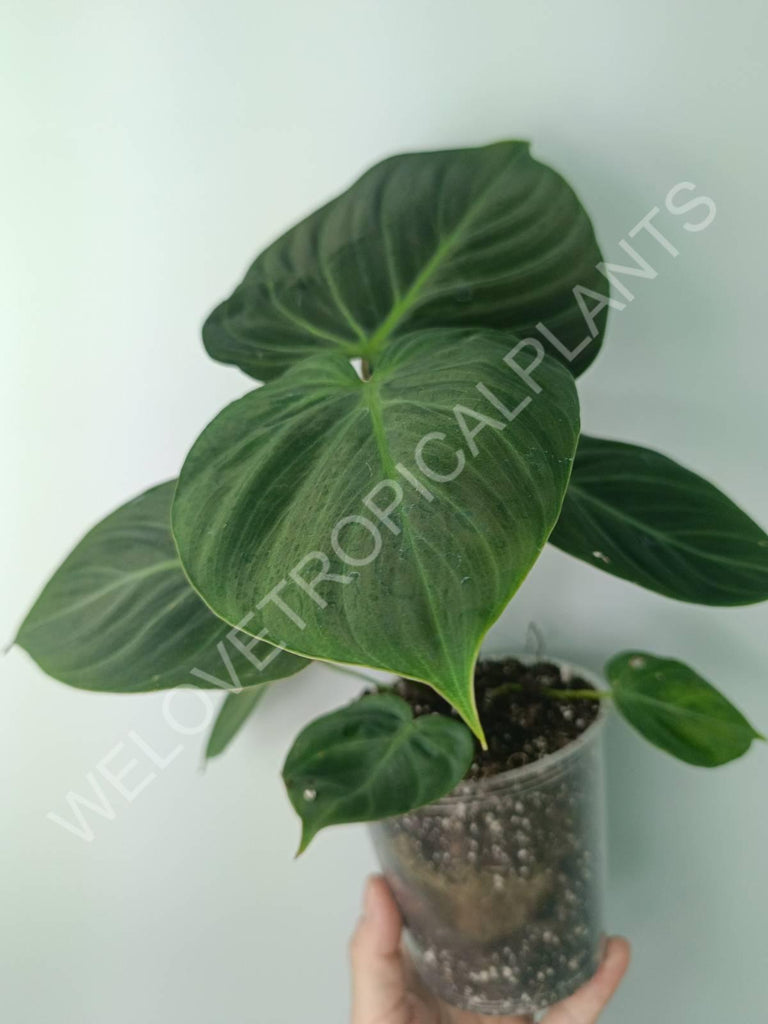 Philodendron rubrijuvenile el choco red 