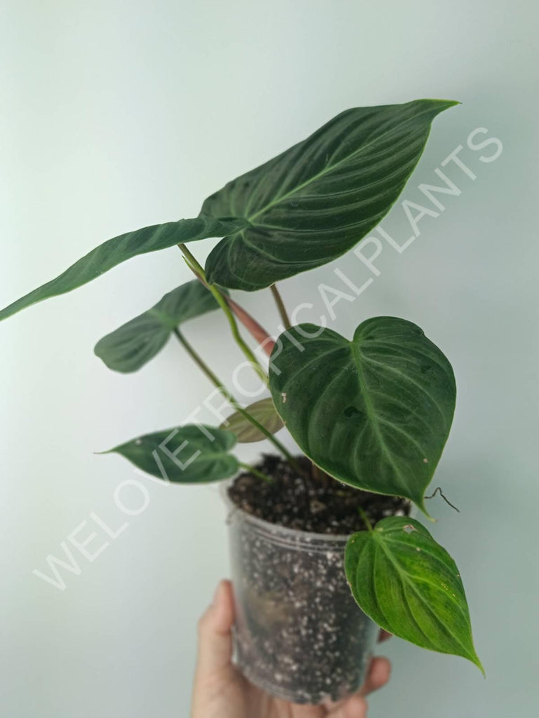 Philodendron rubrijuvenile el choco red 