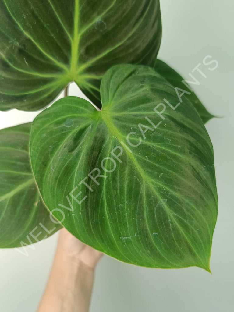 Philodendron rubrijuvenile el choco red 