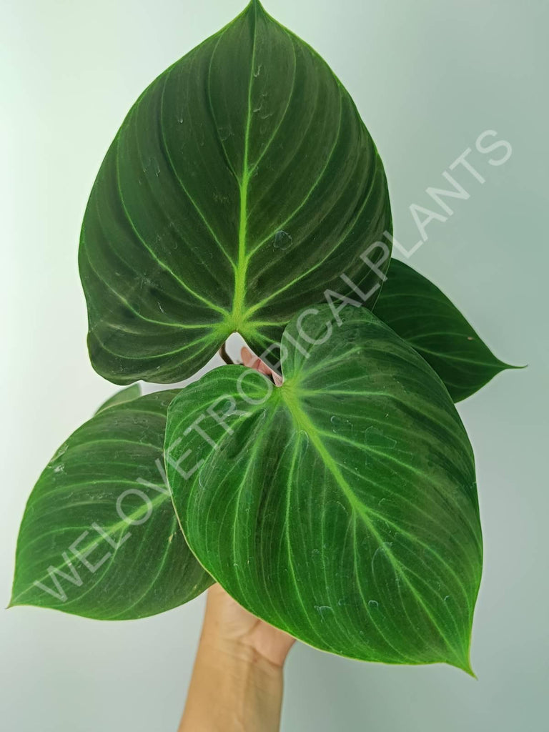 Philodendron rubrijuvenile el choco red 