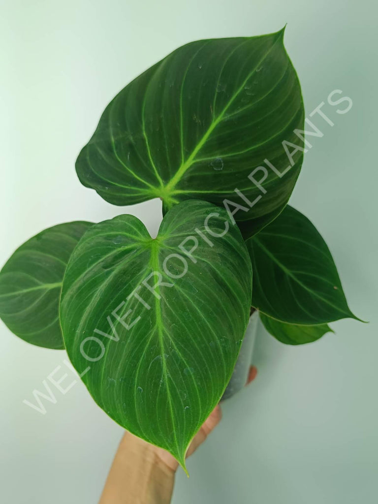 Philodendron rubrijuvenile el choco red 