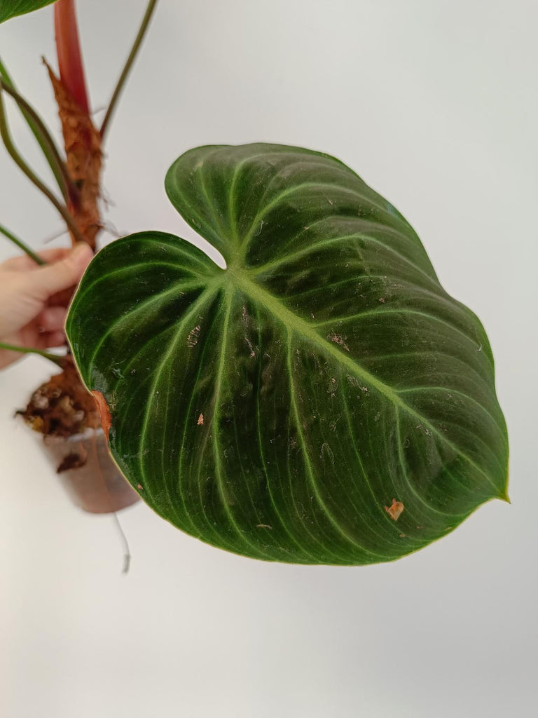 Philodendron rubrijuvenile el choco red