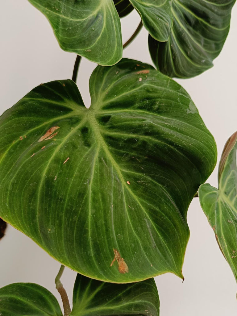 Philodendron rubrijuvenile el choco red