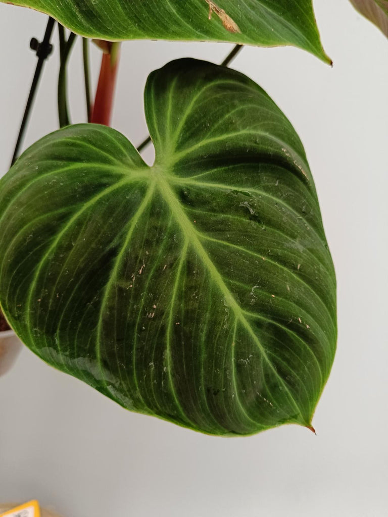 Philodendron rubrijuvenile el choco red