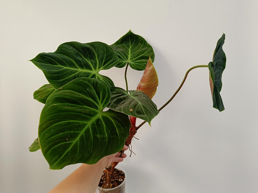 Philodendron rubrijuvenile el choco red