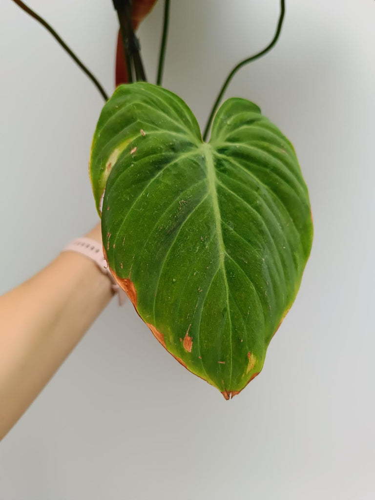 Philodendron rubrijuvenile el choco red