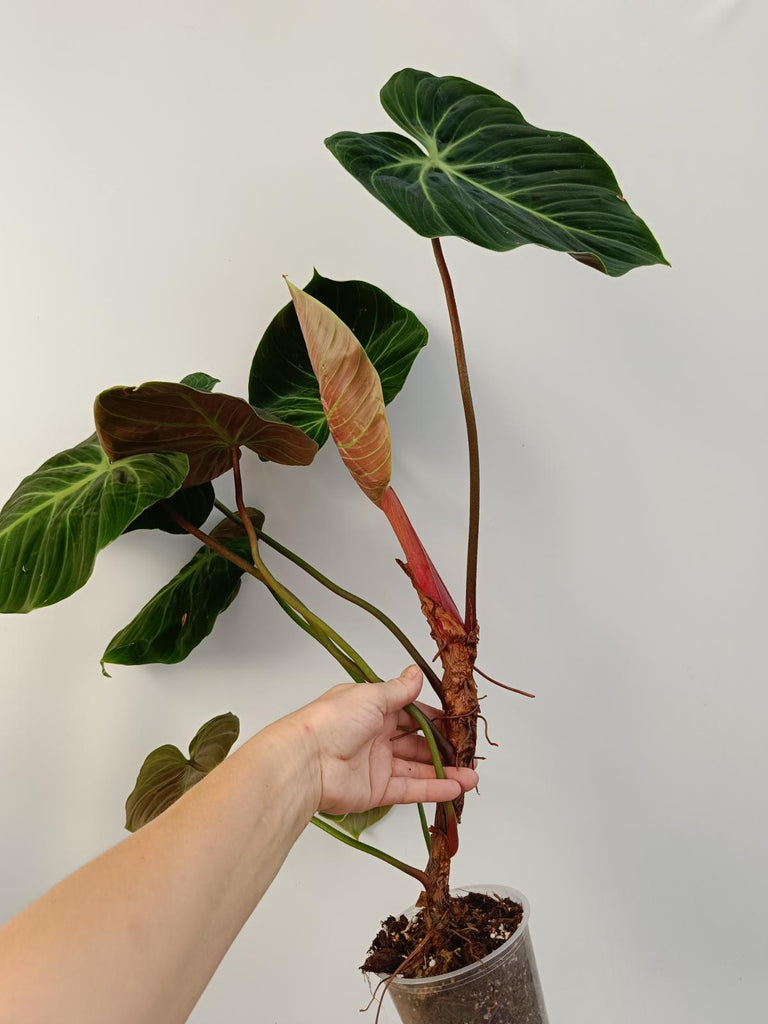 Philodendron rubrijuvenile el choco red