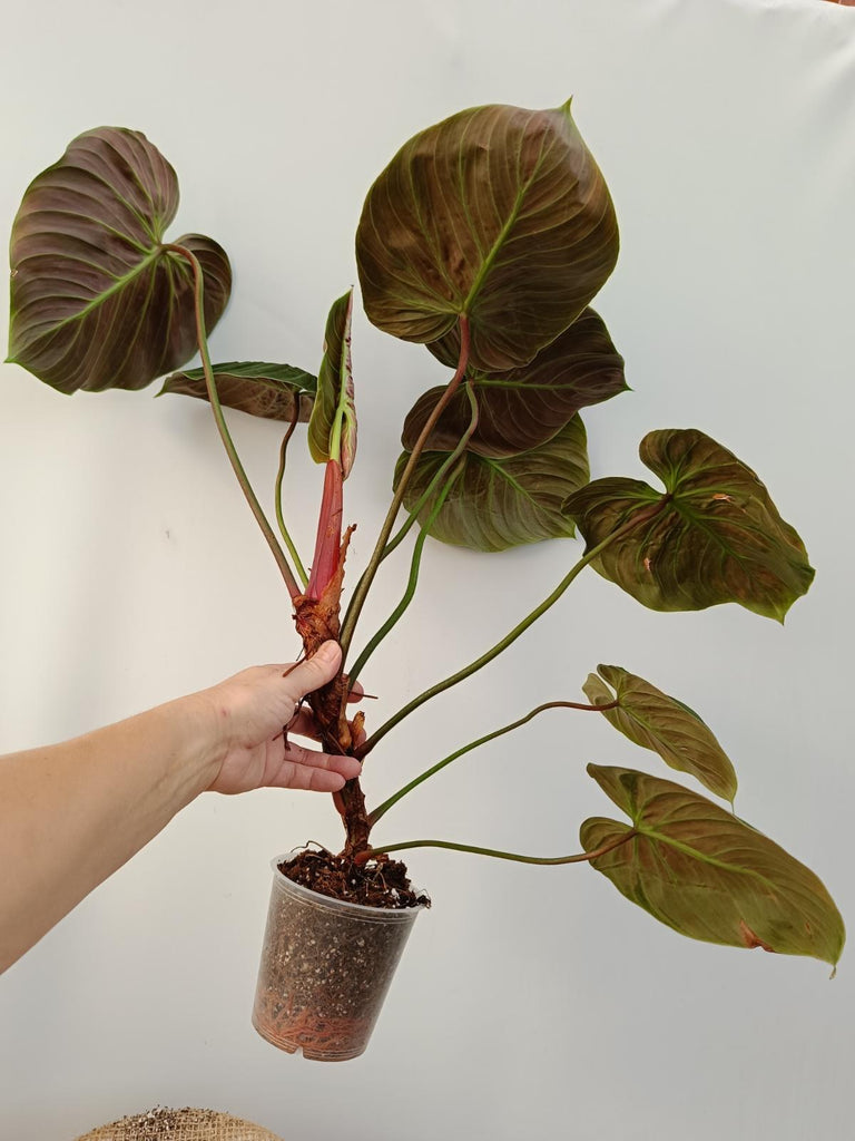 Philodendron rubrijuvenile el choco red