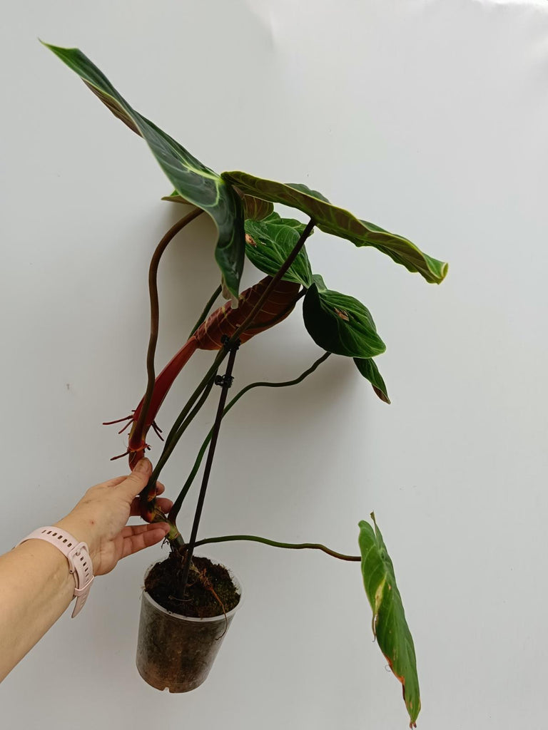 Philodendron rubrijuvenile el choco red