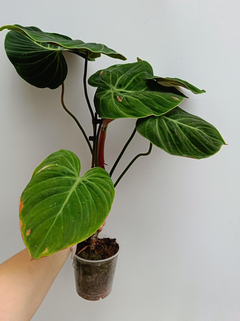 Philodendron rubrijuvenile el choco red