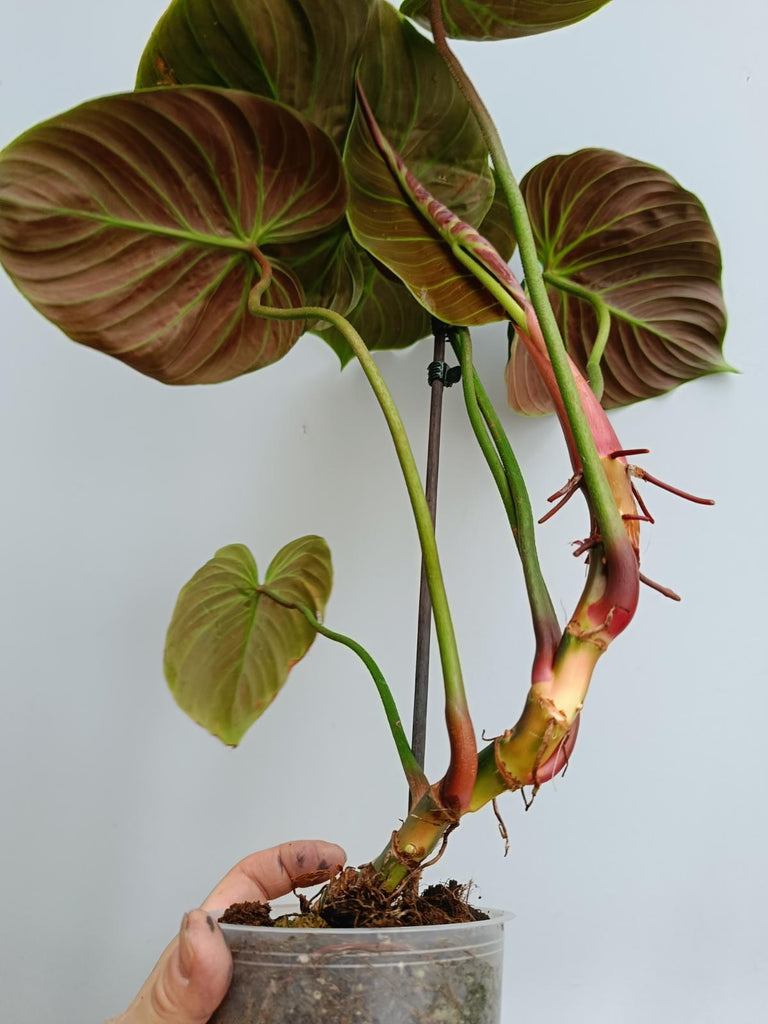 Philodendron rubrijuvenile el choco red