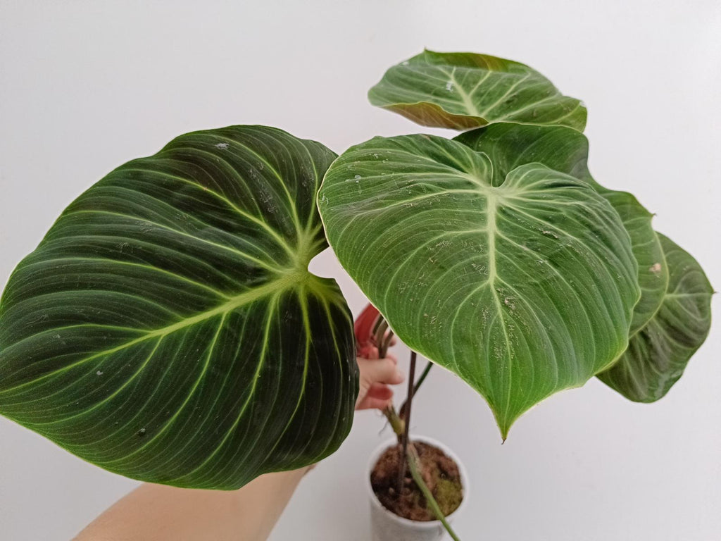 Philodendron rubrijuvenile el choco red