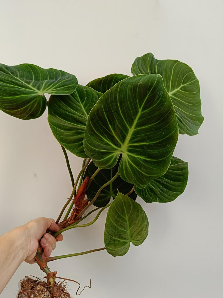 Philodendron rubrijuvenbile el choco red