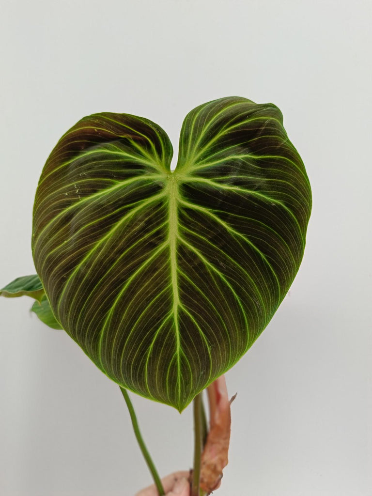 Philodendron rubrijuvenile el choco red