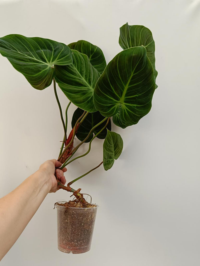 Philodendron rubrijuvenbile el choco red