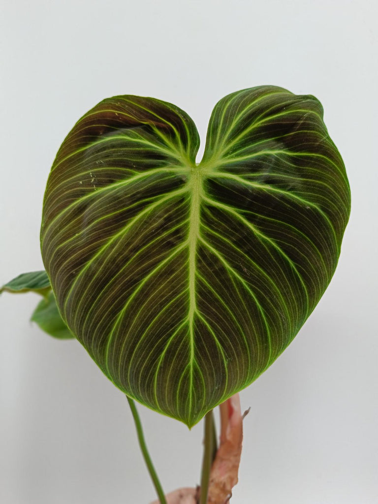 Philodendron rubrijuvenile el choco red