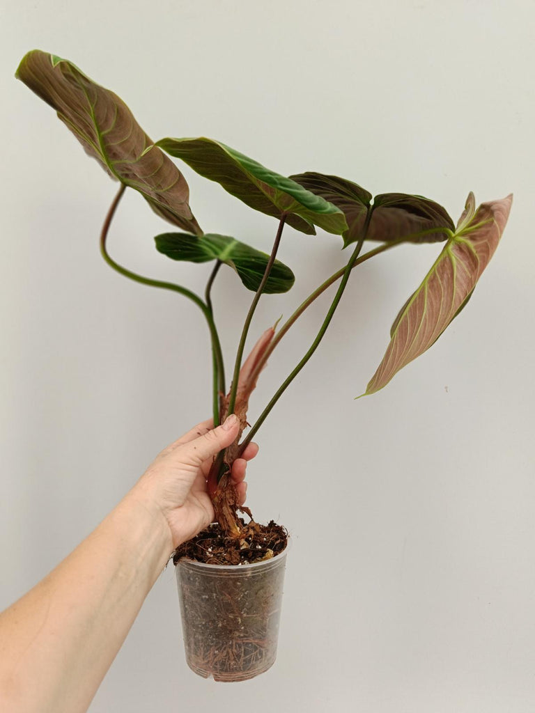 Philodendron rubrijuvenile el choco red